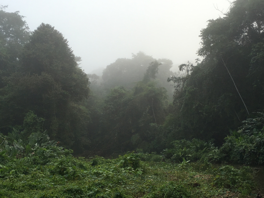 The jungle at dawn, seen from the banks of the unknown river flowing through the valley, 2015. Photo: Douglas Preston